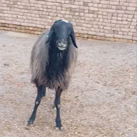 قوچ نژادشال وجوان