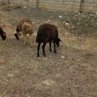 میش آبستن|حیوانات مزرعه|هشتگرد, تهران دشت|دیوار