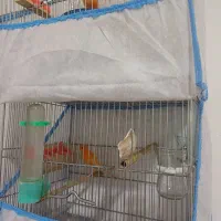 جفت قناری سرخ معاوضه با... توضیحات|پرنده|کوهدشت, |دیوار