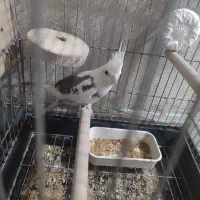 در حمیدیه|پرنده|حمیدیه, |دیوار