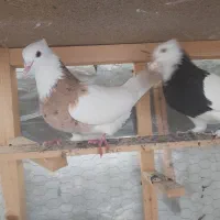 کفتر پرشی طوقی مسافتی فروشی|پرنده|آمل, |دیوار