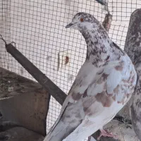 کفتر.کبوتر.میبد