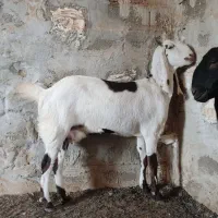 بز نجدی|حیوانات مزرعه|امیدیه, |دیوار