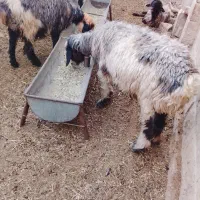 دوتا میش نزدیک زا جوان