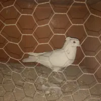 کبوتر‌پرشی|پرنده|گلپایگان, |دیوار