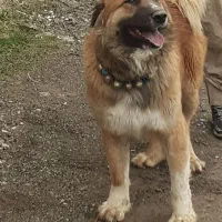 سگ گله رمتاز جانوری