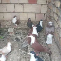 یک کوله کبوتر ساده و ریش