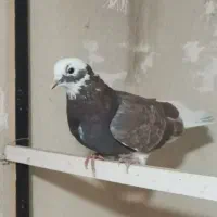 کبوتر|پرنده|هشتگرد, شهرک راه آهن|دیوار