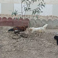 جوجه خروس|پرنده|کاشان, ولیعصر|دیوار