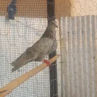 تعدادی کفتر  /یکجا و یا تکی / جفت کن