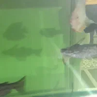 ماهی سورم وکت چوبی و لجن خوار|ماهی|اردبیل, |دیوار