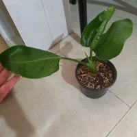 گل های زیبا