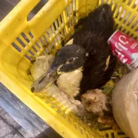 اردک همراه جوجه