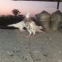 کفتر|پرنده|شیراز, محراب|دیوار