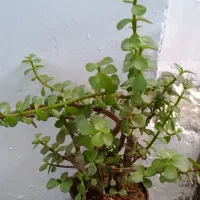 ماداگاسکار بزرگ و سه گل گندمی مخروطی|گل و گیاه طبیعی|ارومیه, |دیوار