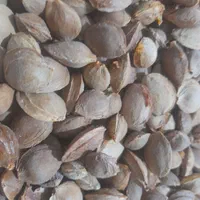 برگه زردآلو آفتابی امسالی وهسته|خوردنی و آشامیدنی|مشهد, رده|دیوار