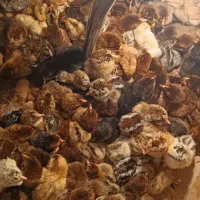 دستگاه جوجه کشی اسکندری 1008 تای|حیوانات مزرعه|باغ بهادران, |دیوار