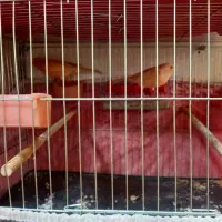 یک جفت قناری|پرنده|اردبیل, |دیوار