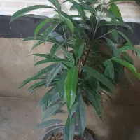 بنجامین سبز وابلق وامستل