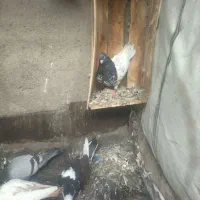 کفتر|پرنده|مشهد, کلاته برفی|دیوار