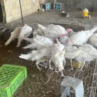 بوقلمون گوشتی بیوتی ۶