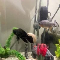 اکواریوم|ماهی|تهران, تهرانپارس شرقی|دیوار