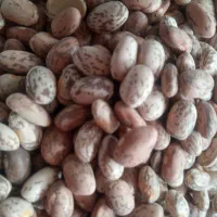 فروش لوبیا چیتی محلی