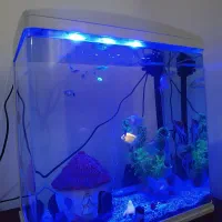 آکواریوم|ماهی|ایلام, |دیوار