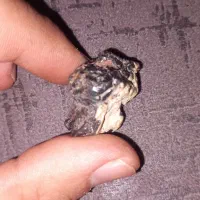 شهاب سنگ|کلکسیون اشیاء عتیقه|ملک‌آباد, |دیوار