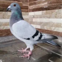 کبوتر سبز مسافتی پلاکی ماده