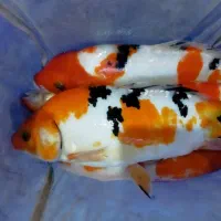 ماهی امور وکپور کوی|ماهی|تهران, چیتگر جنوبی|دیوار