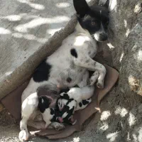 توله سگ پاکوتاه نژاد شیواوا|سگ|کرمانشاه, |دیوار