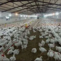 فروش مرغداری گوشتی۳۰ هزار تایی