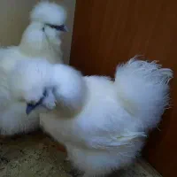 دوعدد مرغ ابریشمی|حیوانات مزرعه|رشت, تازه آباد|دیوار