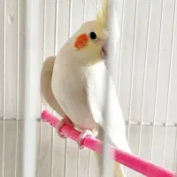 *3 تا عروس هلندی لوتینو 5 ماهه سالم سرحال*
