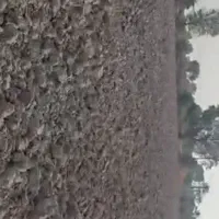 اجاره زمین کشاورزی آماده به کار|اجارهٔ دفتر صنعتی، کشاورزی، تجاری|تخت, |دیوار