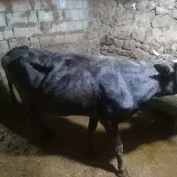 گاو گوساله|حیوانات مزرعه|مریوان, |دیوار