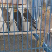 عروس هلندی