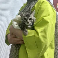 واگذاری گربه