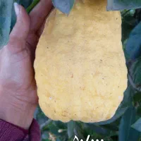 بادرنگ|خوردنی و آشامیدنی|شفت, |دیوار