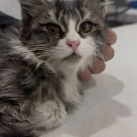 سرپرستی گربه