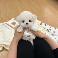 مالتیپو فنجونی