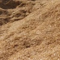 کاه گندم