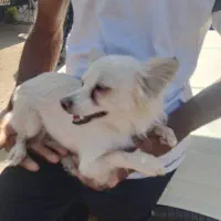 «فروش سگ خانگی»