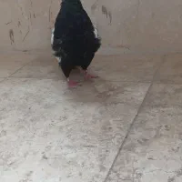 گفترسینه سیاه