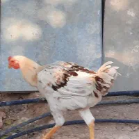 خروس لاری|حیوانات مزرعه|شیراز, سجادیه|دیوار