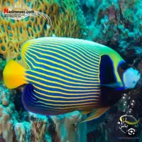 اکواریوم اقساطی بدون بهره