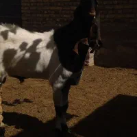 نربز|حیوانات مزرعه|مشهد, شهید رضوی|دیوار