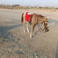 نریان کورد|اسب و تجهیزات اسب‌سواری|میناب, |دیوار