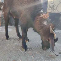 نری یک ساله